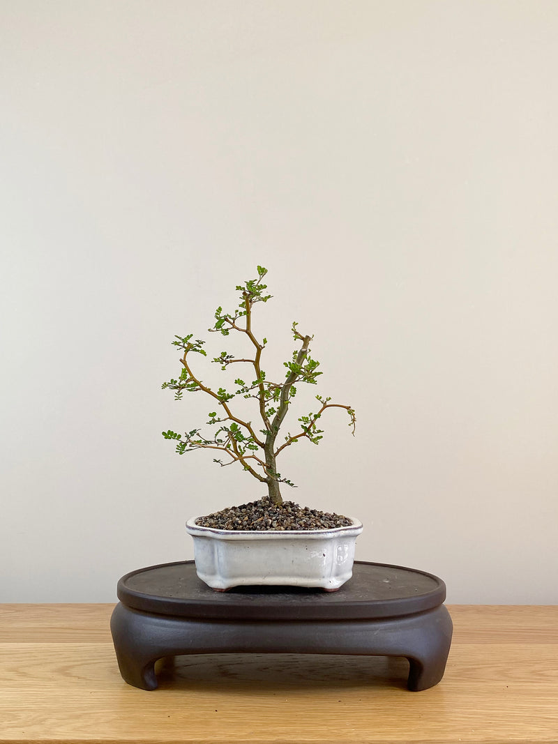 KOWHAI - NZ NATIVE (KW08001)