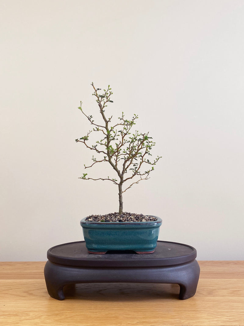 KOWHAI - NZ NATIVE (KW09003)