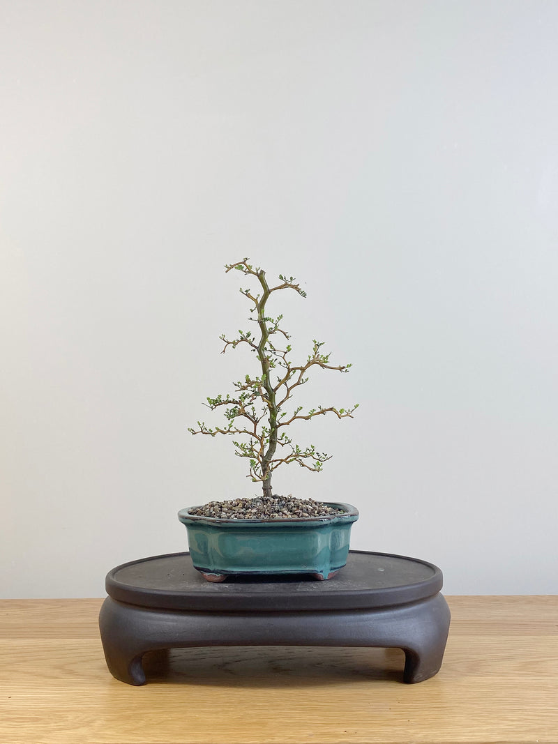 KOWHAI - NZ NATIVE (KW09004)