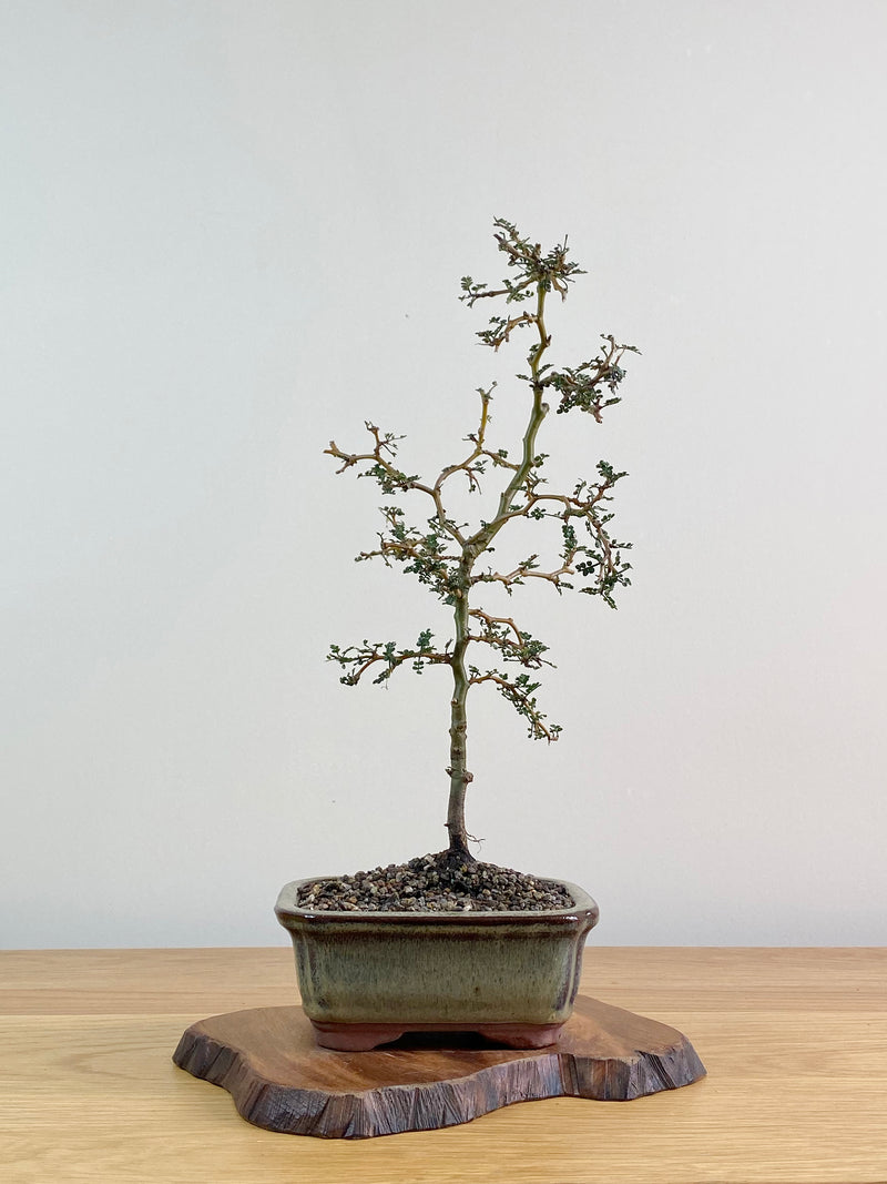 KOWHAI - NZ NATIVE (KW2103003)