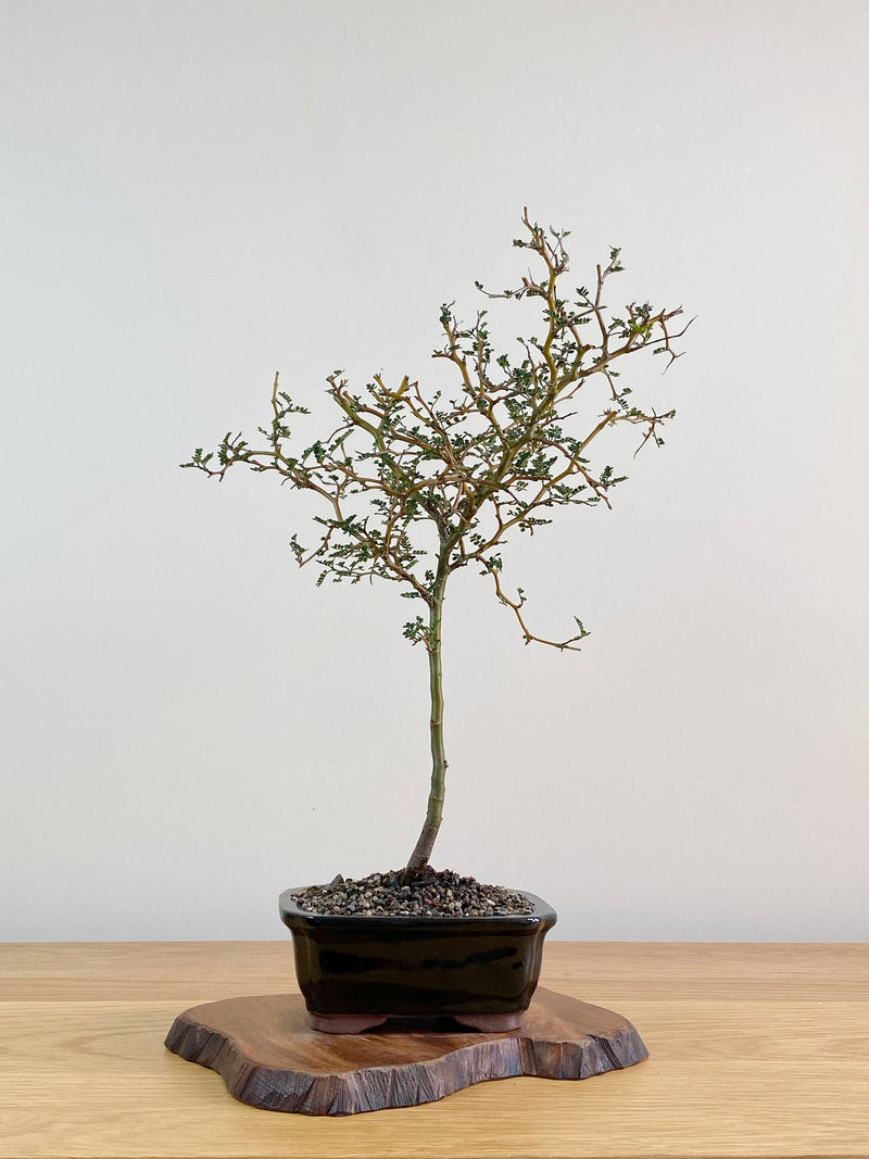 KOWHAI - NZ NATIVE (KW2103004)