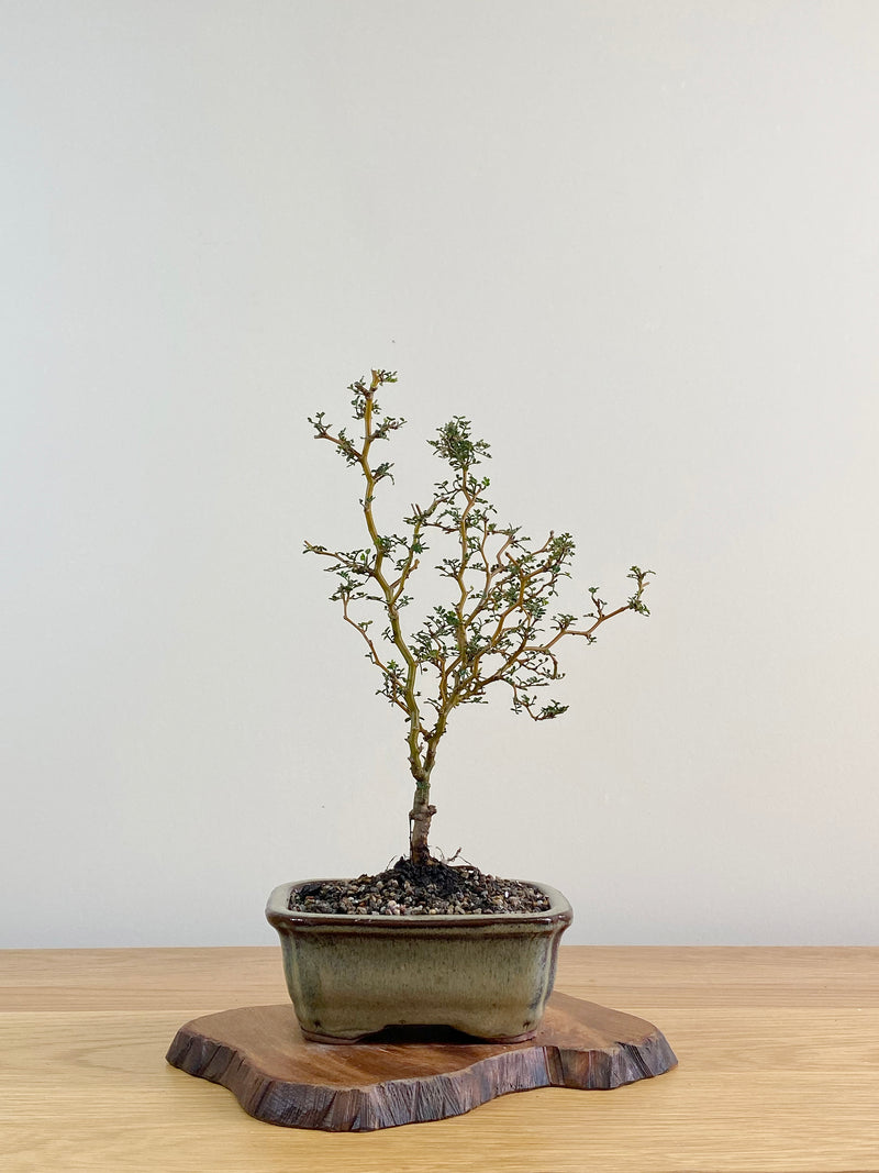 KOWHAI - NZ NATIVE (KW2103006)