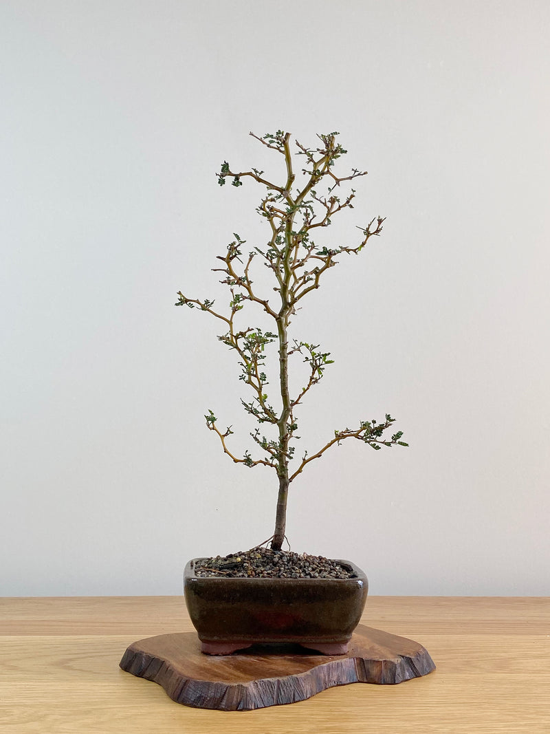 KOWHAI - NZ NATIVE (KW2103007)