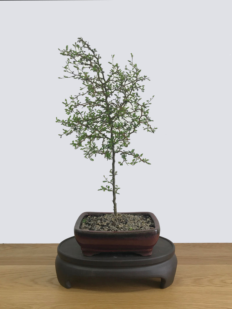 KOWHAI (NZ NATIVE) - MiniGardens NZ