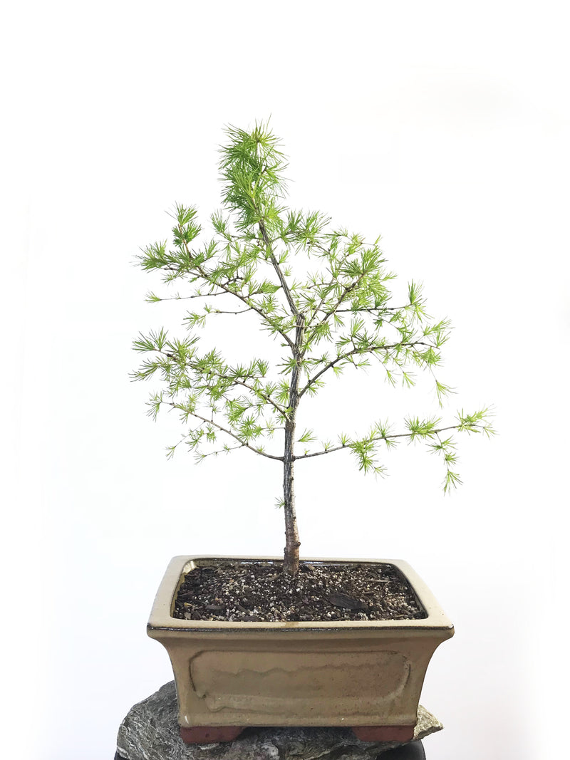 EUROPEAN LARCH (LA1807001) - MiniGardens NZ