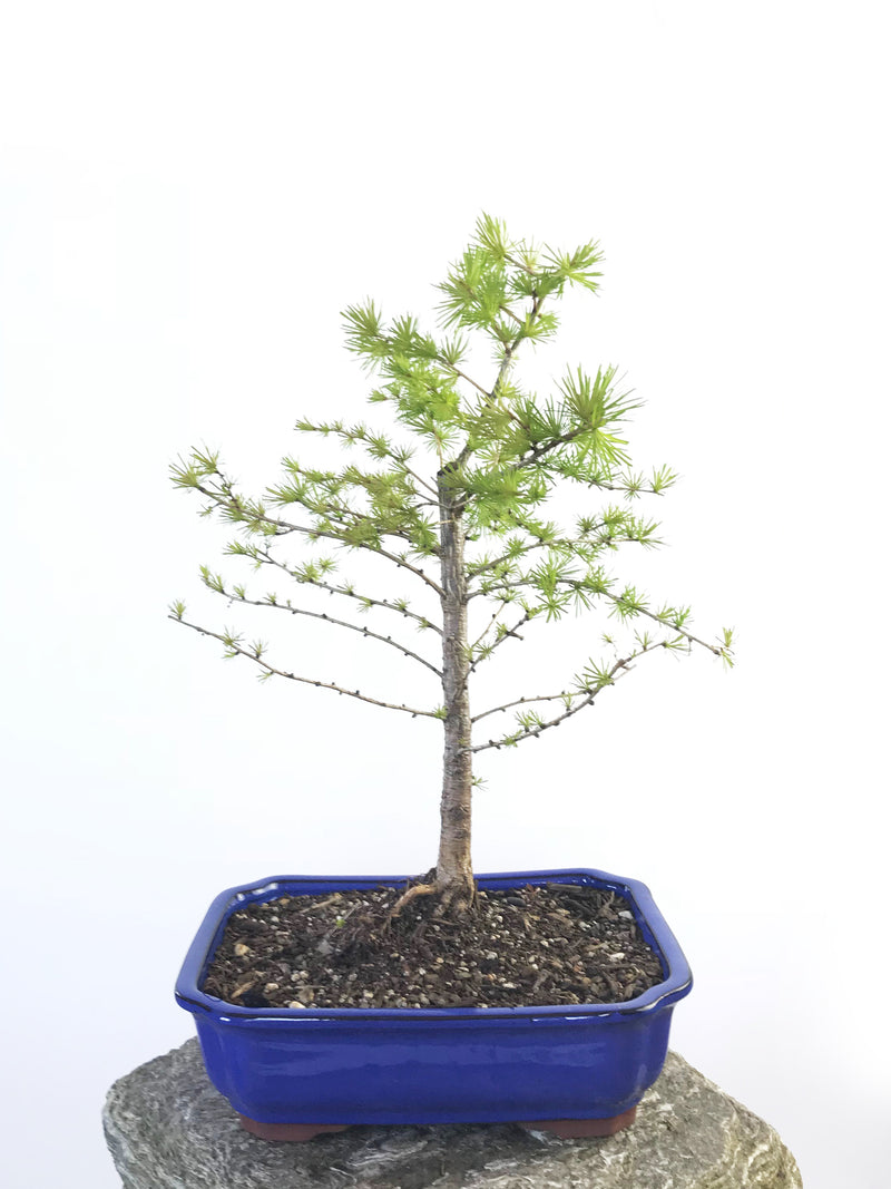 EUROPEAN LARCH (LA1807003) - MiniGardens NZ