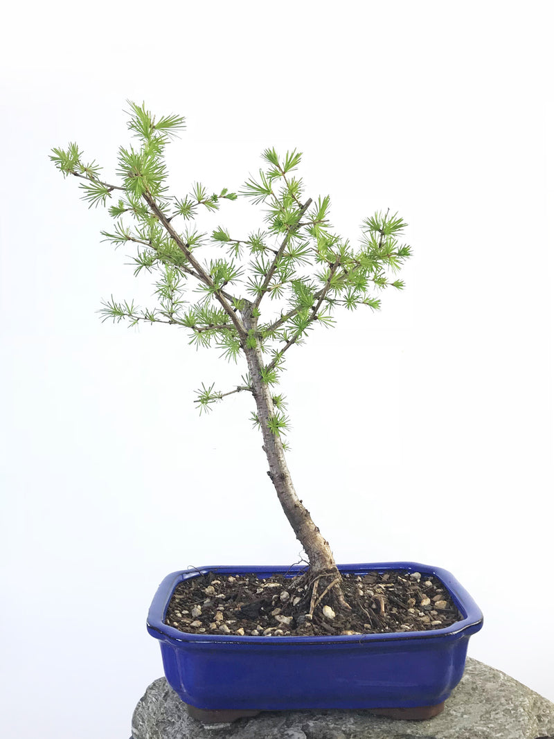 EUROPEAN LARCH (LA1807004) - MiniGardens NZ