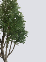 LAWSON CYPRESS (LC10001) - MiniGardens NZ