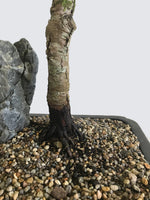 LAWSON CYPRESS (LC10001) - MiniGardens NZ