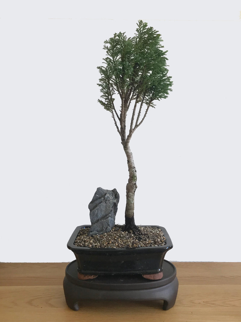 LAWSON CYPRESS (LC10001) - MiniGardens NZ