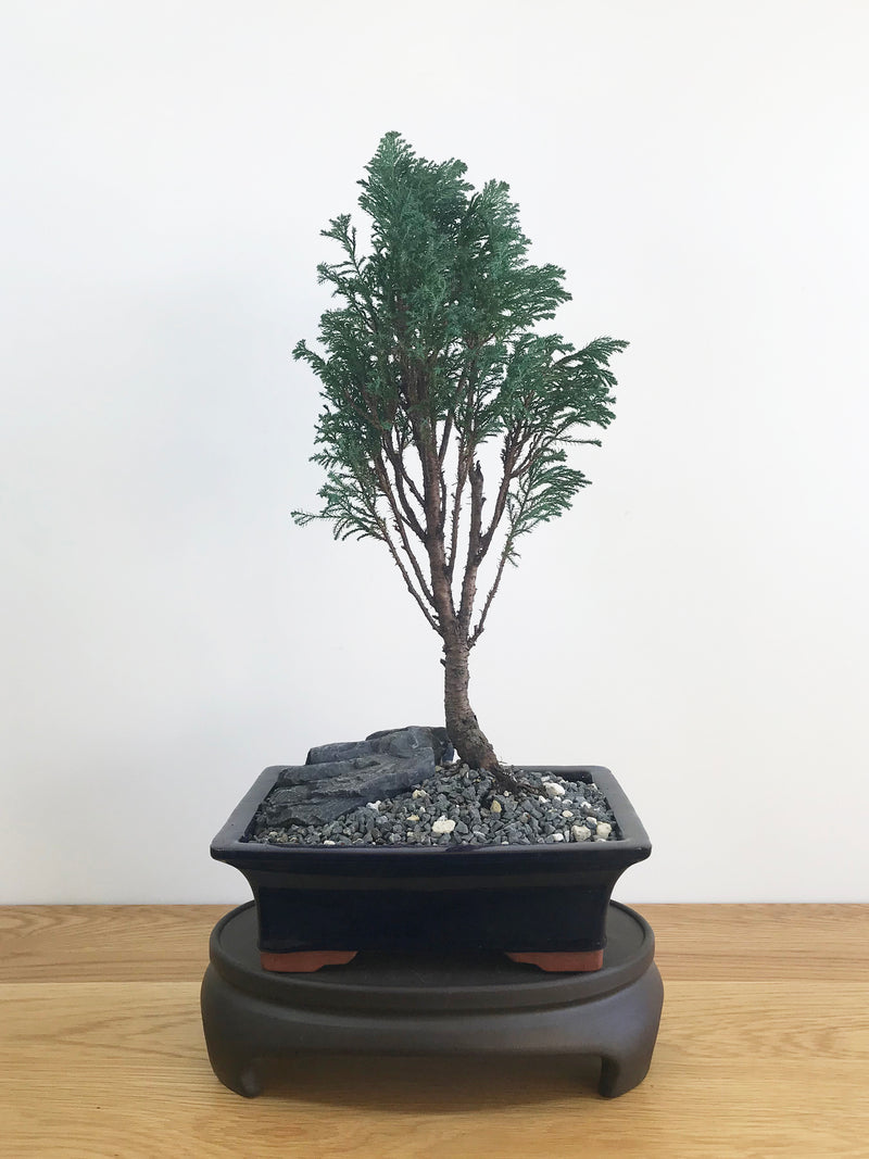 LAWSON CYPRESS (LC08001) - MiniGardens NZ