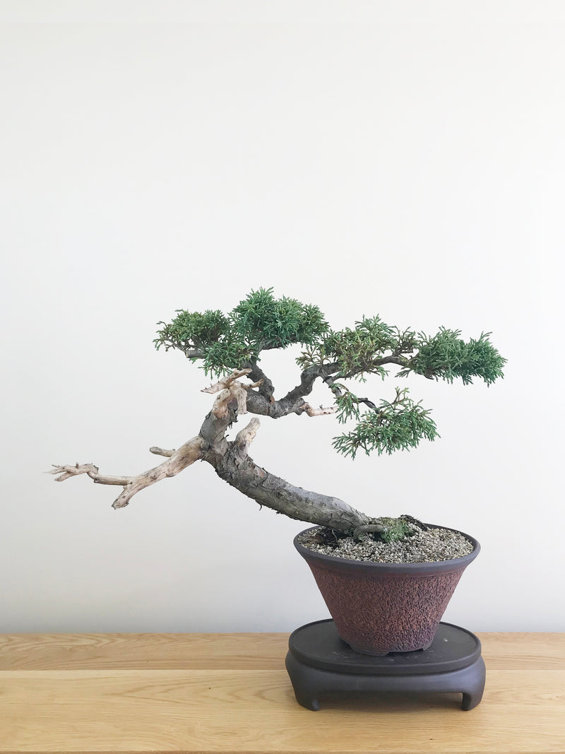 MACROCARPA (INFORMAL) - MiniGardens NZ