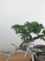 MACROCARPA (INFORMAL) - MiniGardens NZ