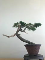 MACROCARPA (INFORMAL) - MiniGardens NZ