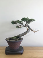 MACROCARPA (INFORMAL) - MiniGardens NZ