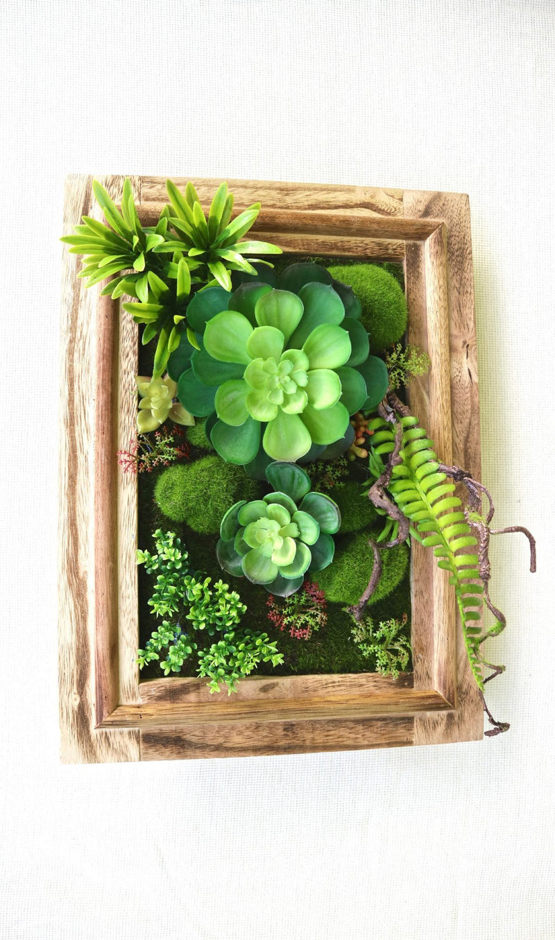 SUCCULENTS FRAME - MiniGardens NZ