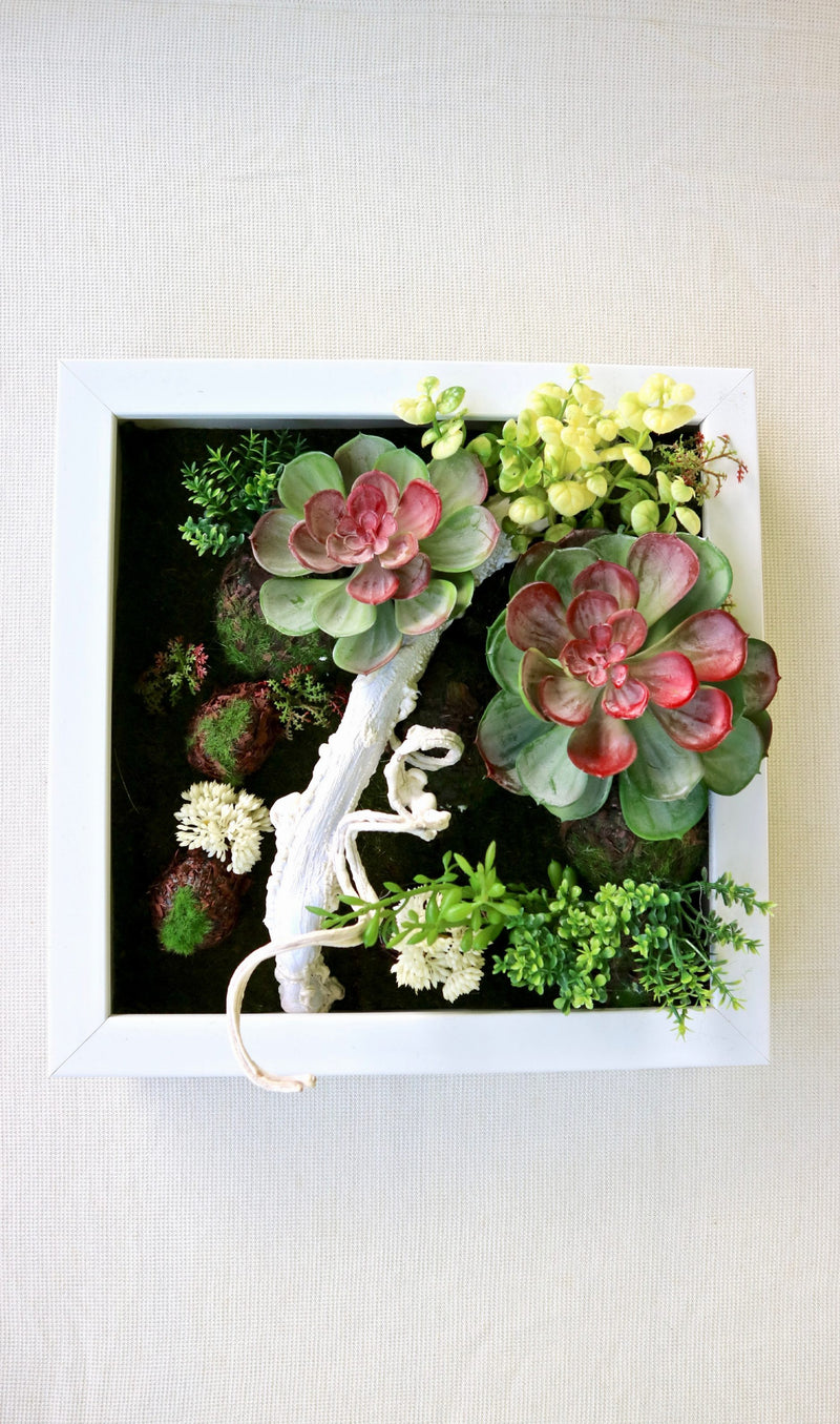 SUCCULENTS FRAME #4 - MiniGardens NZ
