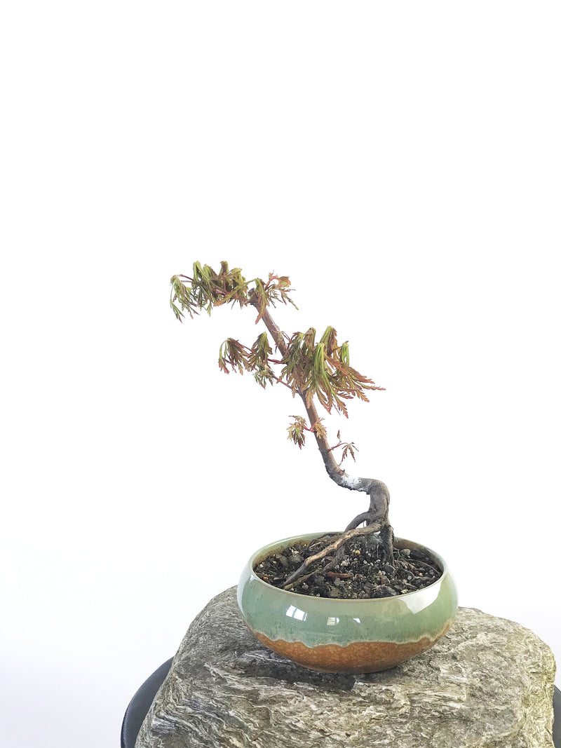 JAPANESE MAPLE (MP1708005) - MiniGardens NZ