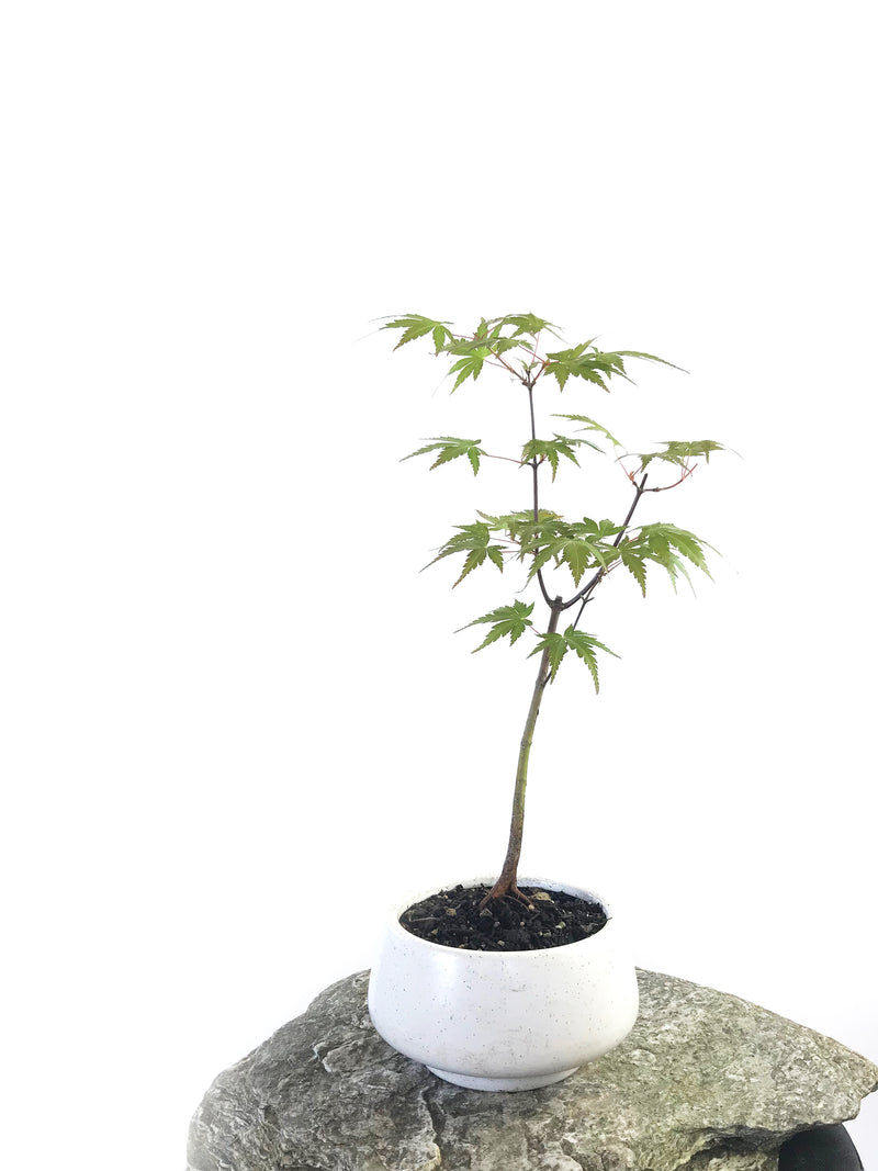 JAPANESE MAPLE (MP1708006) - MiniGardens NZ