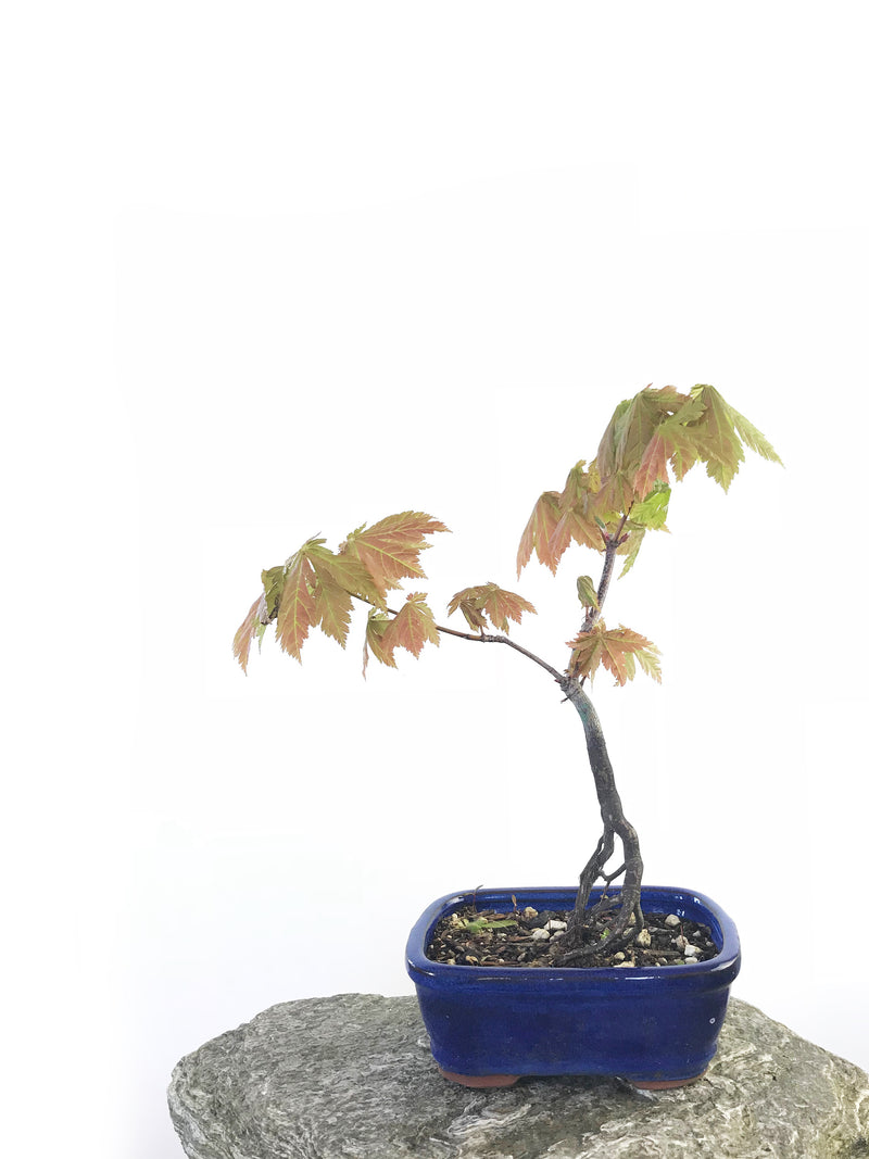 JAPANESE MAPLE (MP1708007) - MiniGardens NZ