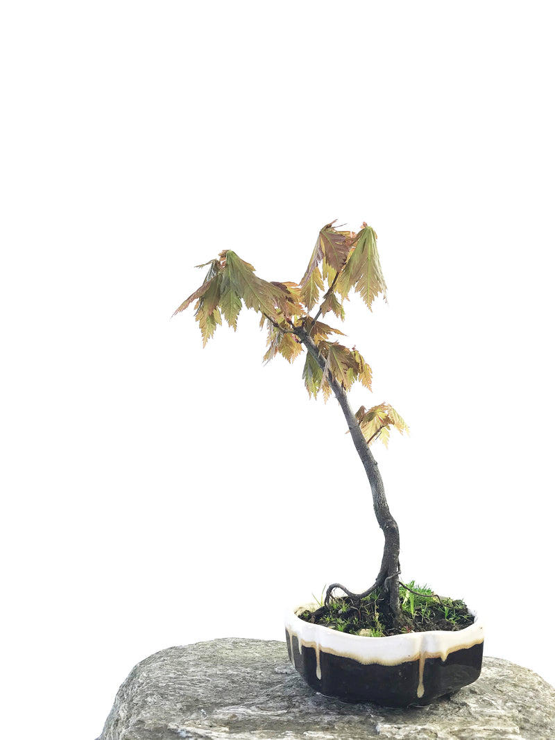 JAPANESE MAPLE (MP1708008) - MiniGardens NZ