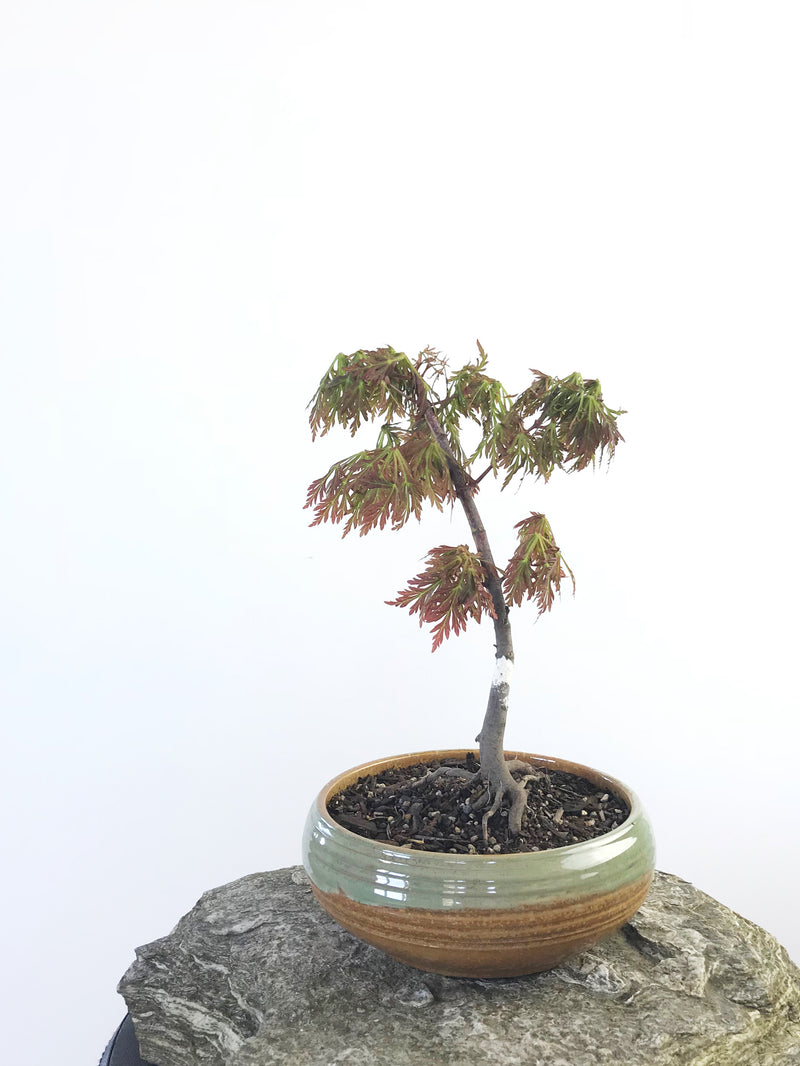 JAPANESE MAPLE (MP1708012) - MiniGardens NZ