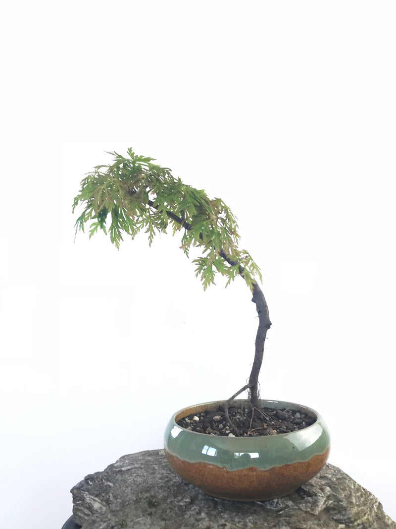 JAPANESE MAPLE (MP1708014) - MiniGardens NZ