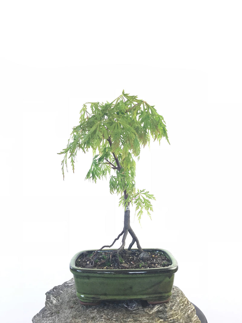 JAPANESE MAPLE (MP1708015) - MiniGardens NZ