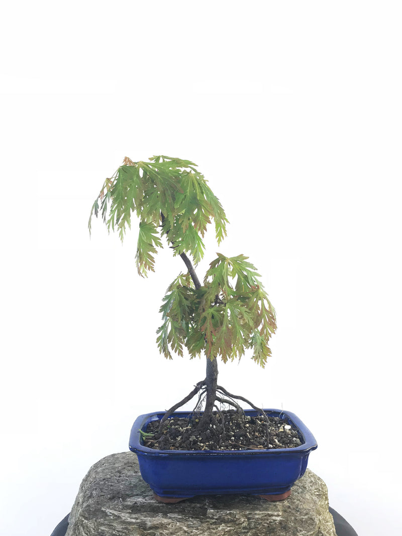 JAPANESE MAPLE (MP1708017) - MiniGardens NZ