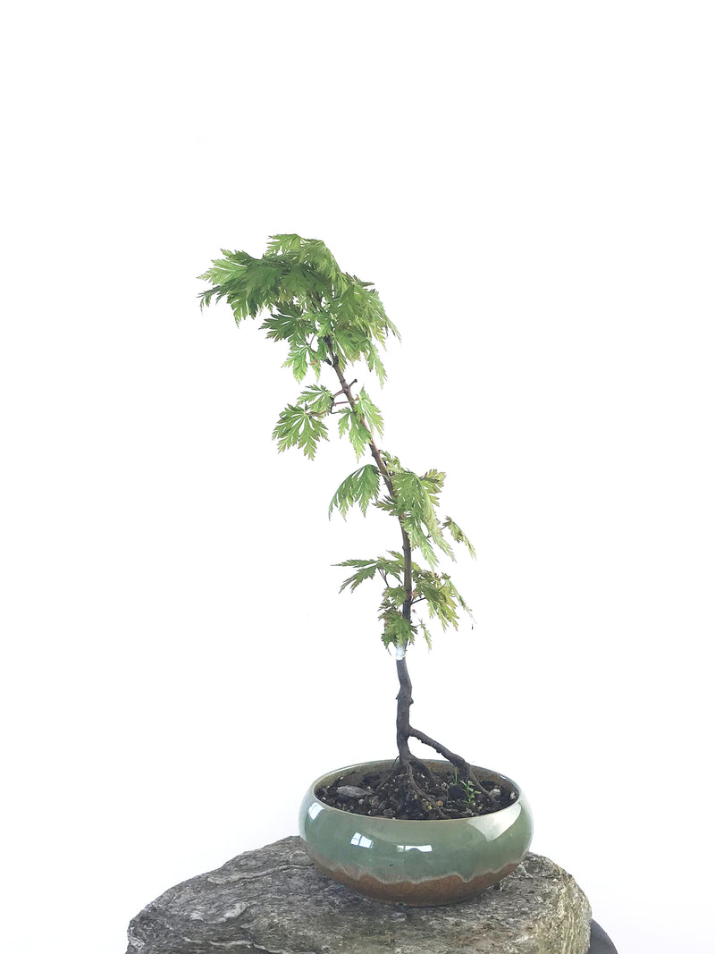 JAPANESE MAPLE (MP1808018) - MiniGardens NZ