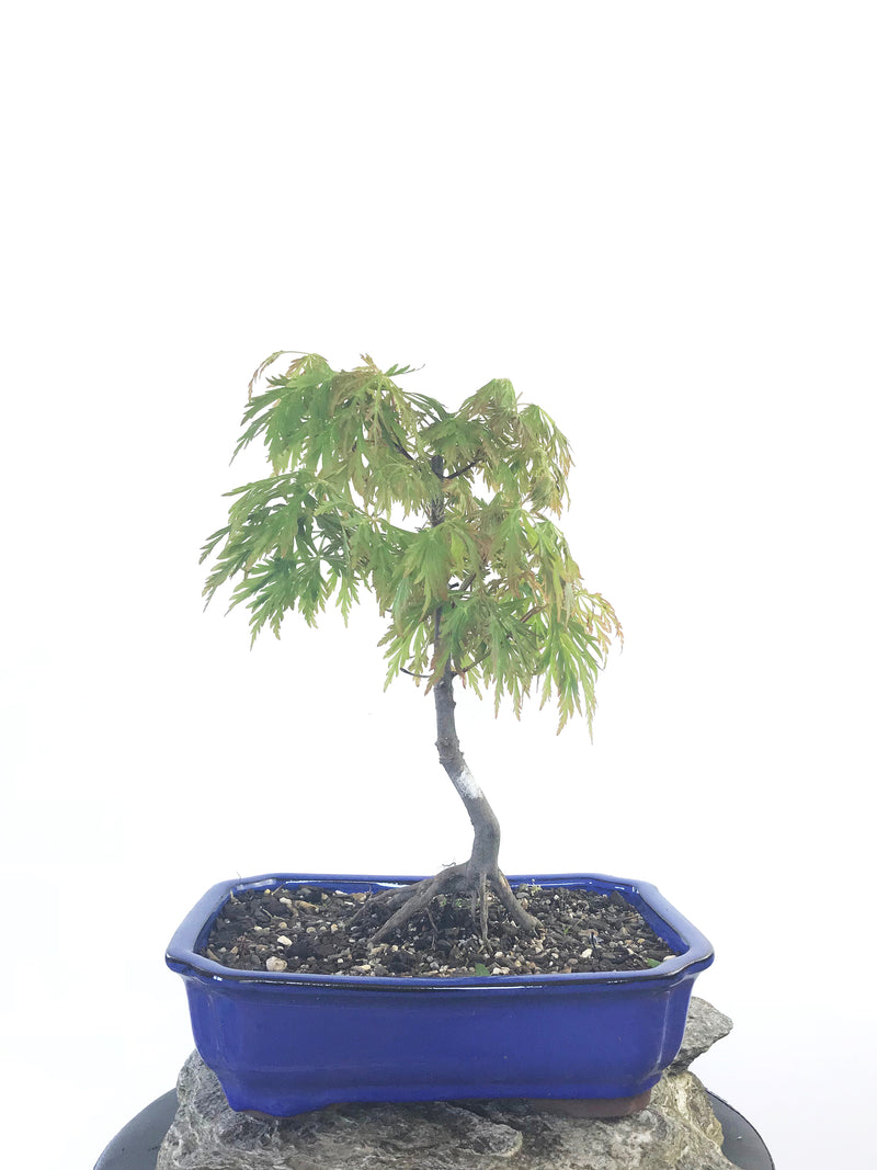 JAPANESE MAPLE (MP1808019) - MiniGardens NZ