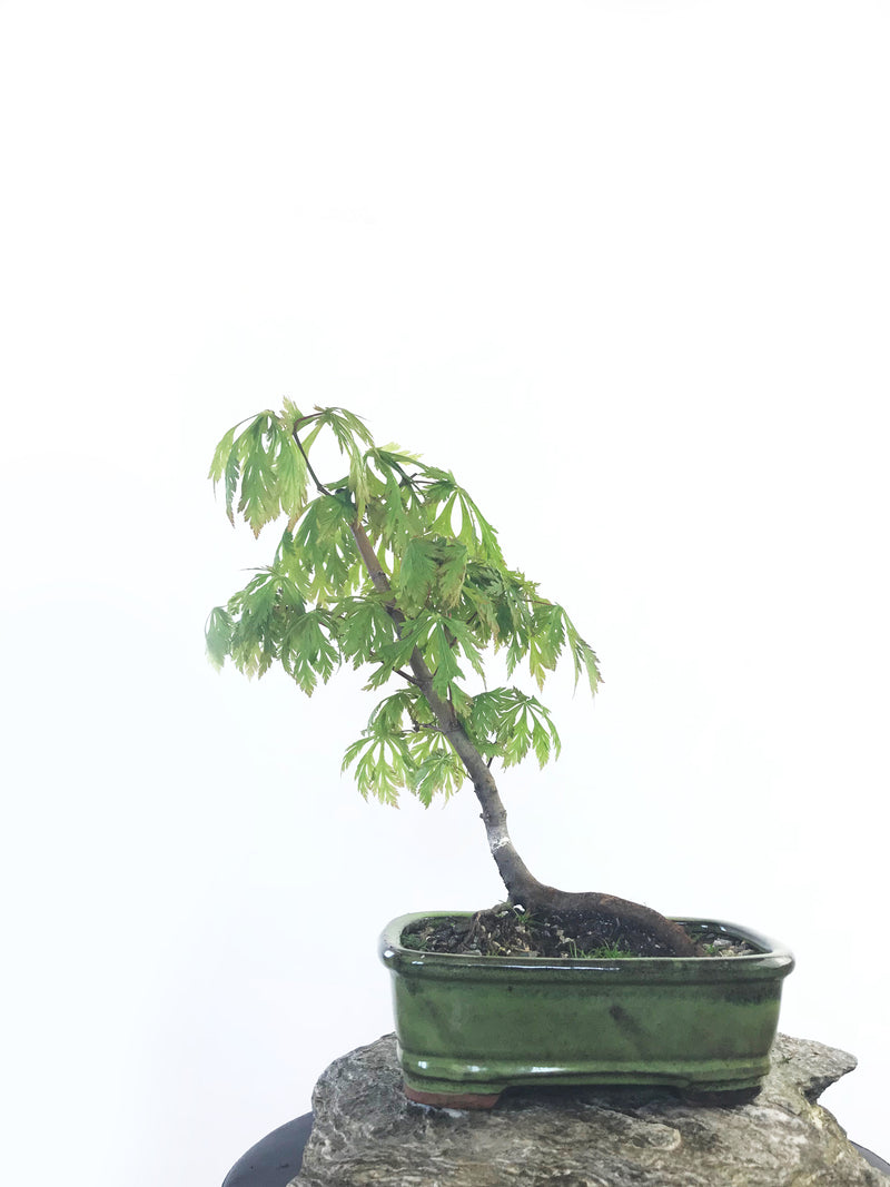 JAPANESE MAPLE (MP1808020) - MiniGardens NZ
