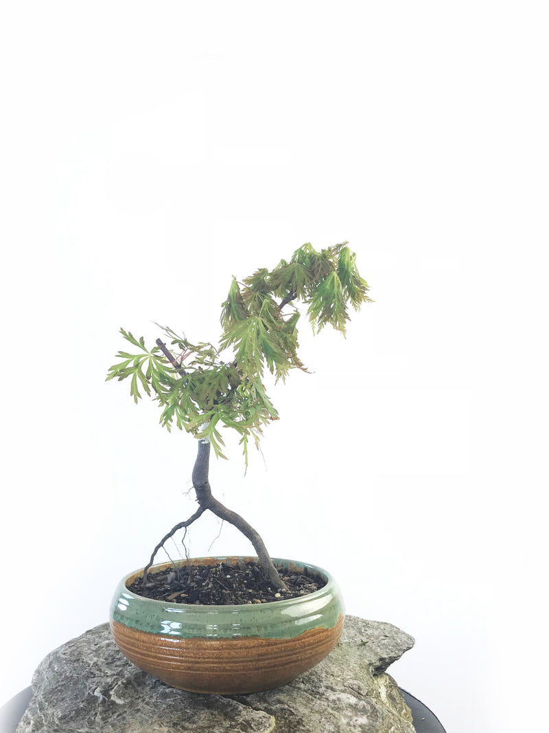 JAPANESE MAPLE (MP1808021) - MiniGardens NZ