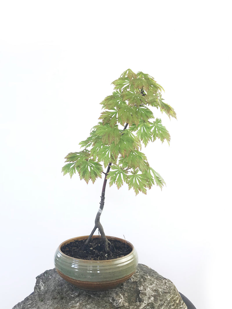 JAPANESE MAPLE (MP1808022) - MiniGardens NZ