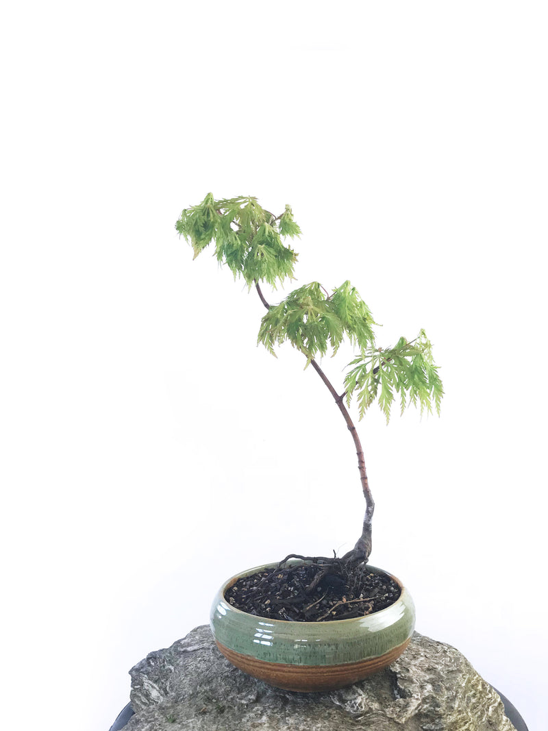 JAPANESE MAPLE (MP1808023) - MiniGardens NZ