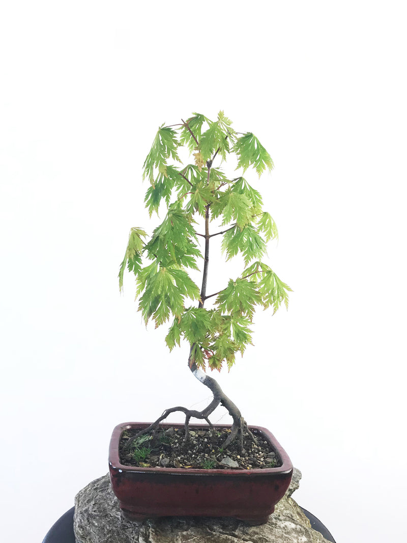 JAPANESE MAPLE (MP1808025) - MiniGardens NZ