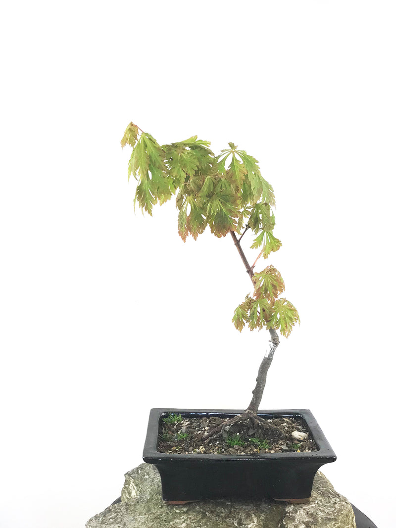 JAPANESE MAPLE (MP1808027) - MiniGardens NZ