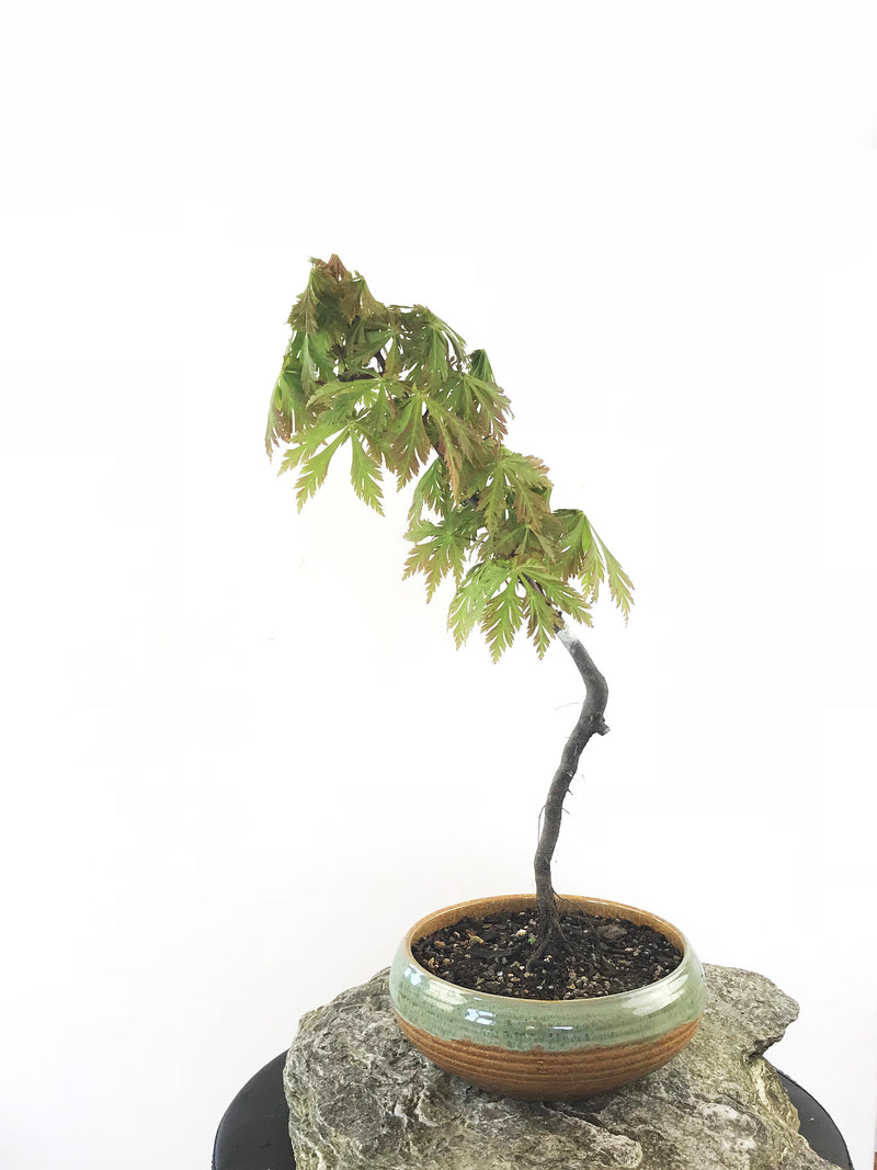 JAPANESE MAPLE (MP1808029) - MiniGardens NZ