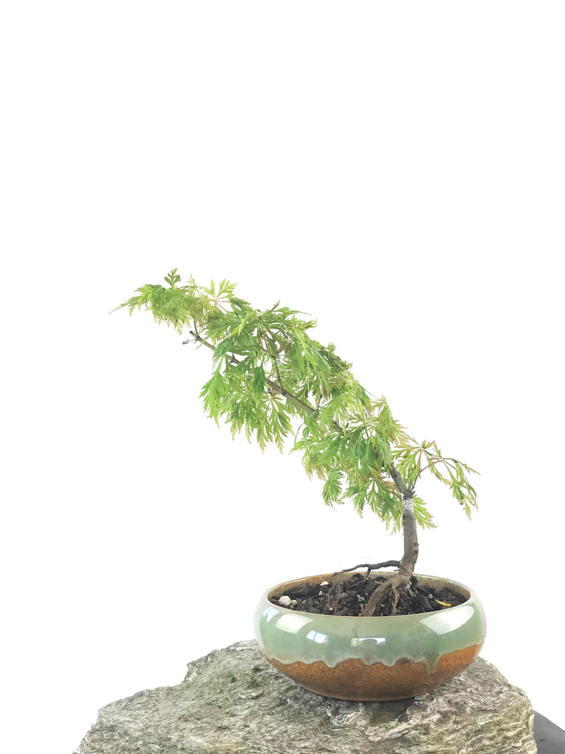 JAPANESE MAPLE (MP1808030) - MiniGardens NZ