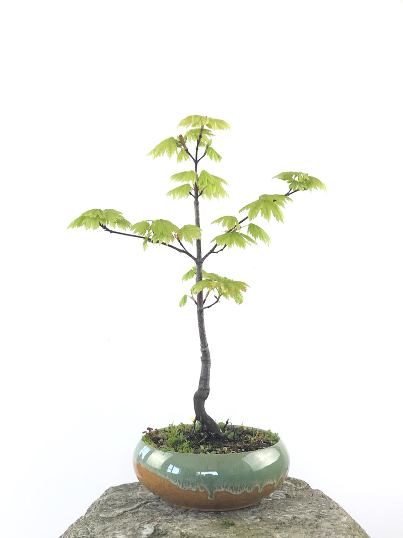 JAPANESE MAPLE (MP1808032) - MiniGardens NZ