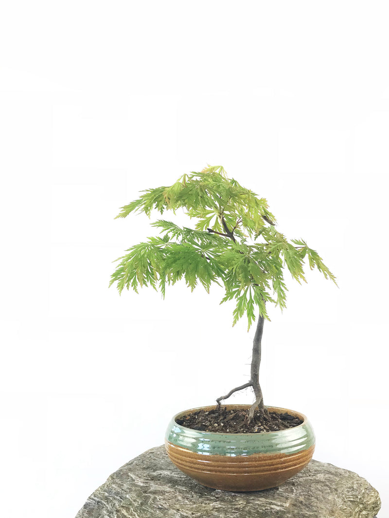 JAPANESE MAPLE (MP1808033) - MiniGardens NZ