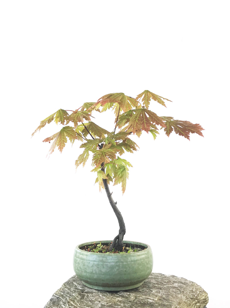 JAPANESE MAPLE (MP1808034) - MiniGardens NZ