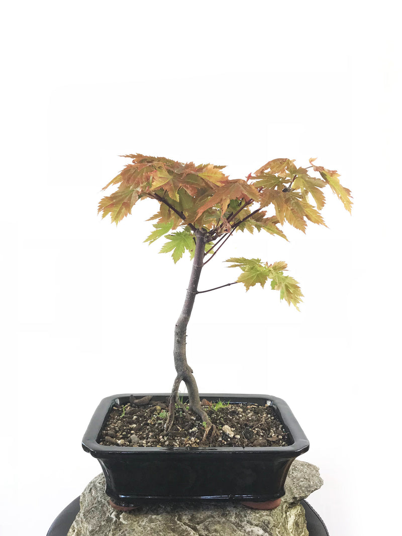 JAPANESE MAPLE (MP1808036) - MiniGardens NZ