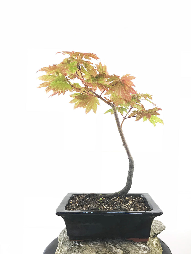 JAPANESE MAPLE (MP1808037) - MiniGardens NZ