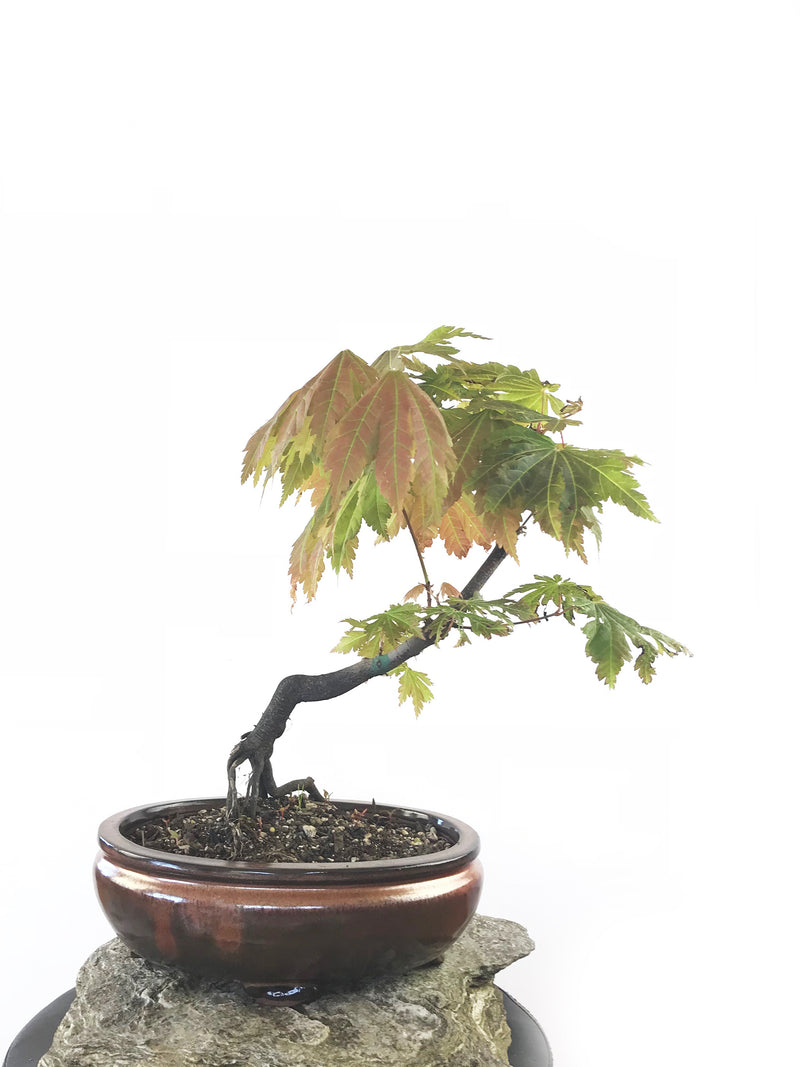 JAPANESE MAPLE (MP1808038) - MiniGardens NZ