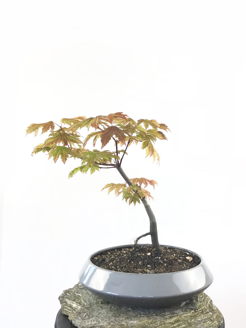 JAPANESE MAPLE (MP1808039) - MiniGardens NZ