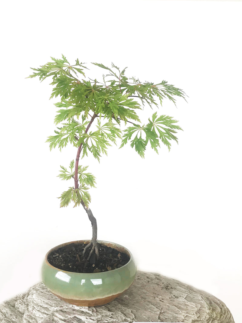 JAPANESE MAPLE (MP1808040) - MiniGardens NZ