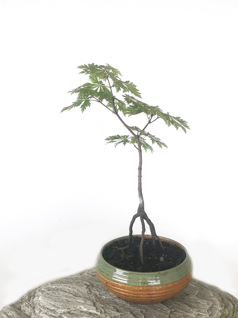 JAPANESE MAPLE (MP1808042) - MiniGardens NZ