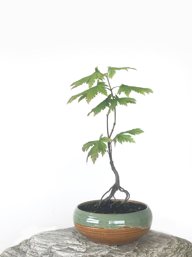 JAPANESE MAPLE (MP1808043) - MiniGardens NZ