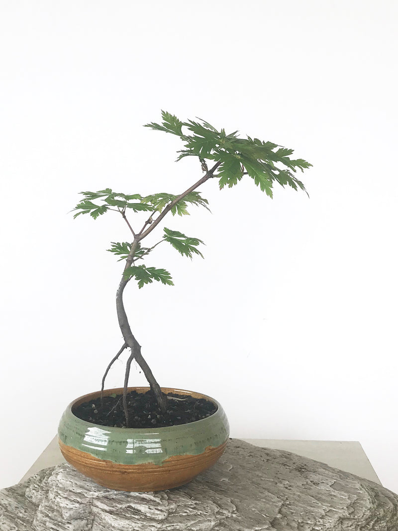 JAPANESE MAPLE (MP1808044) - MiniGardens NZ